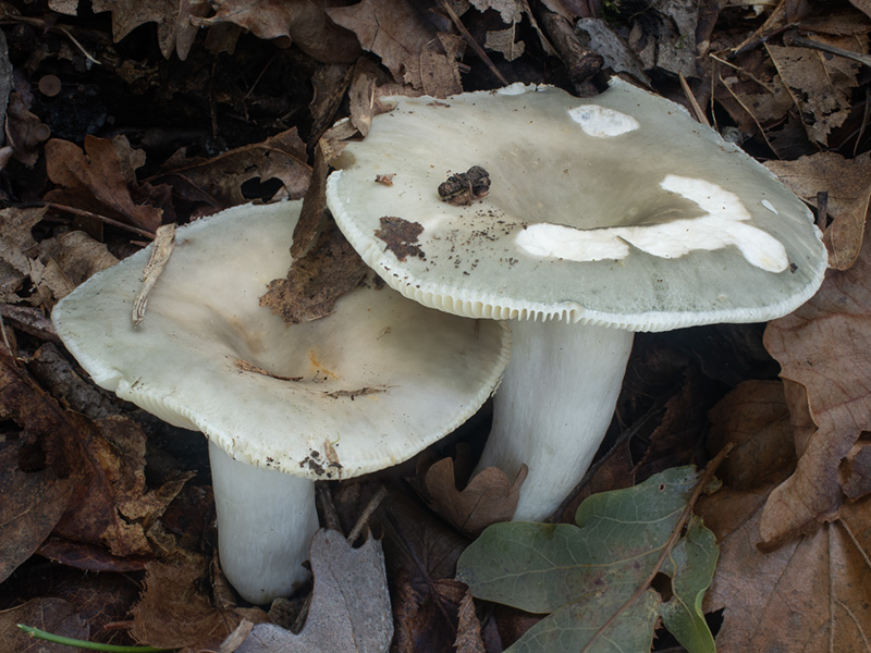 Russula pseudoaeruginea